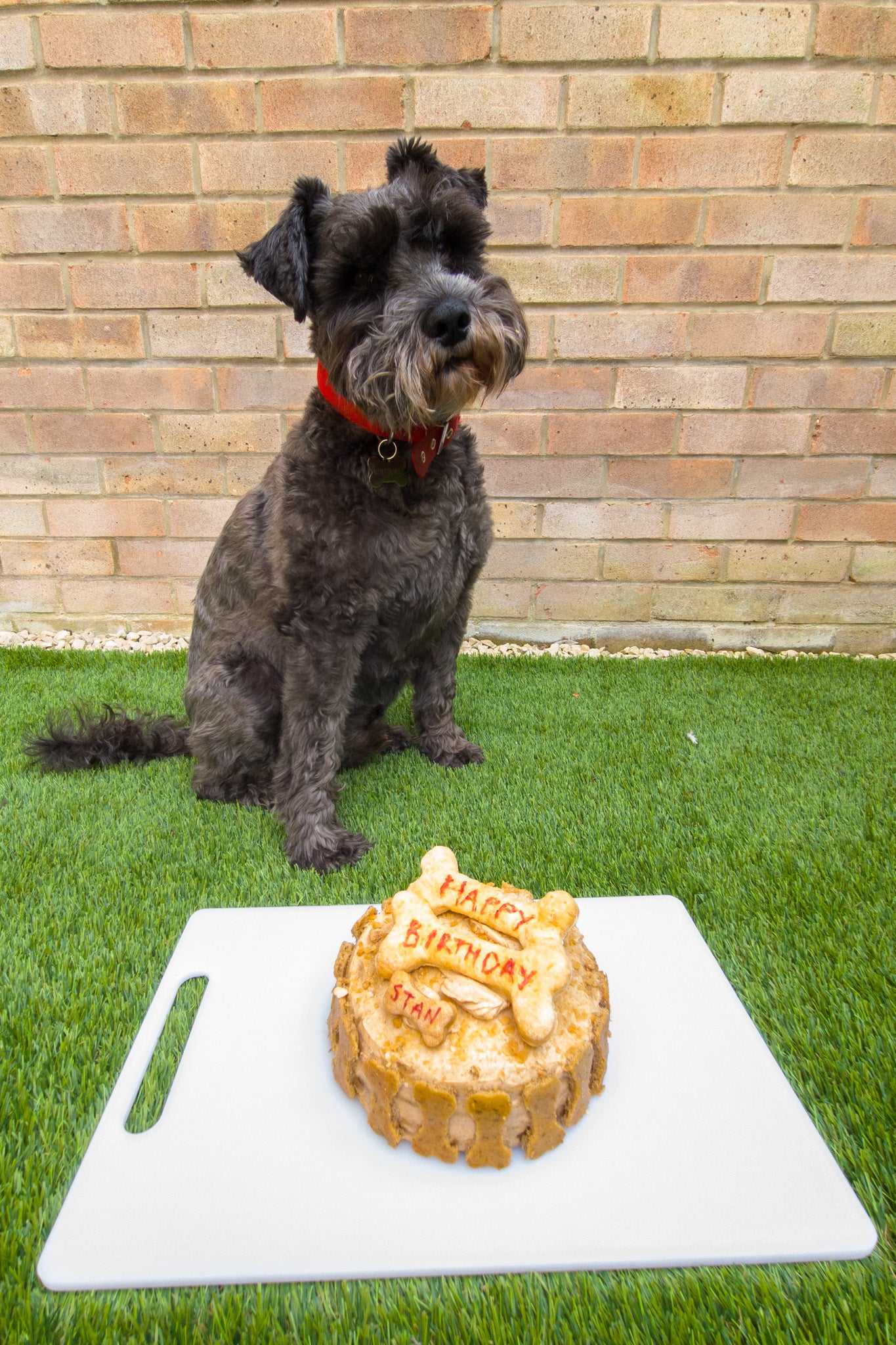 Peanut butter dog birthday celebration cake